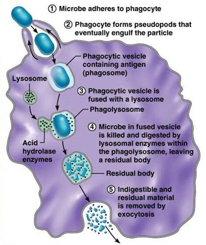 Makrofag berasal dari sel darah putih jenis
